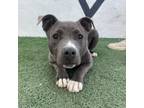 Adopt Ophelia a Staffordshire Bull Terrier