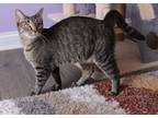 Adopt Rosa a Domestic Short Hair