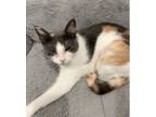 Adopt Lady a Calico