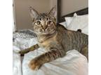 Adopt Nani a Domestic Short Hair