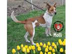 Adopt Molli a Australian Cattle Dog / Blue Heeler