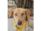 Adopt Aria a Yellow Labrador Retriever