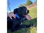 Adopt Lexie a Black Labrador Retriever