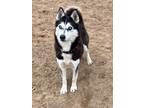 Adopt Sierra a Siberian Husky