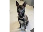 Adopt Twyla a Mixed Breed