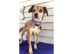 Adopt Harmony a Terrier