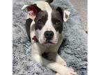 Adopt Pretty Pippy is SMART & CUDDLES!!! a Pit Bull Terrier, Terrier