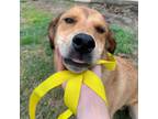 Adopt MIMI (LOVING, SWEET, AFFECTIONATE AND HAPPY) a Black Mouth Cur