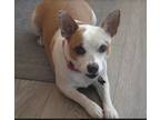 Adopt Winnie a Jack Russell Terrier