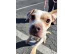 Adopt Luna aka Lola a Jack Russell Terrier