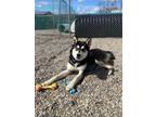 Adopt Patti a Husky