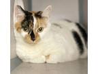 Adopt Helena and Athena - BONDED THERAPY SWEET LAP CATS - WOWOWOW! VIDEO!!!