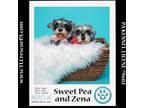 Adopt Sweet Pea (Bonded Pair with Zena) 030224 a Schnauzer