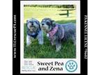 Adopt Sweet Pea (Bonded Pair with Zena) 030224 a Schnauzer