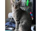 Adopt Simone a Domestic Short Hair, Tabby