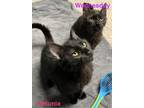 Adopt Petunia and Wednesday a Domestic Short Hair