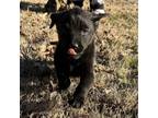 Adopt Bellatrix KC a Rottweiler, Black Labrador Retriever