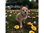 Adopt Tori a Australian Cattle Dog / Blue Heeler