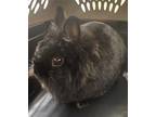 Adopt PISTACHIO a Lionhead