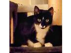 Adopt Felicity a Domestic Short Hair