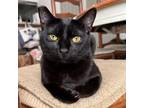 Adopt Eclipse a Domestic Short Hair