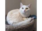 Adopt Bella a Domestic Short Hair