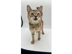 Adopt Rosita a Domestic Short Hair, Tabby