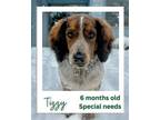 Adopt Tizzy a Basset Hound, Miniature Poodle