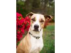 Adopt Skye a Great Pyrenees, Pit Bull Terrier