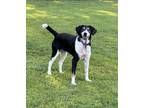 Adopt Dory a Treeing Walker Coonhound