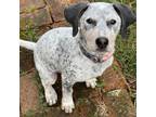 Adopt Ember a Australian Cattle Dog / Blue Heeler