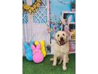 Adopt Lucy a Labradoodle