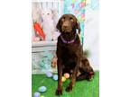 Adopt Mimi a Chocolate Labrador Retriever