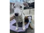 Adopt Niblet a Bull Terrier