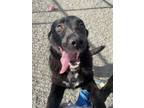 Adopt Brenda a Australian Shepherd, Labrador Retriever