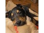 Adopt Frittata a Beagle, Mixed Breed