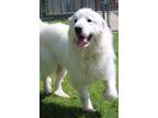 Adopt Jingles a Great Pyrenees