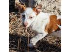 Adopt Pumpkin a Cattle Dog