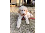 Adopt Cassie a Goldendoodle