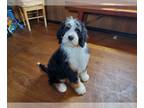 Bernedoodle PUPPY FOR SALE ADN-769494 - Perfect Tri F1 Bernedoodles standard