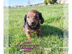 Dachshund PUPPY FOR SALE ADN-769493 - Miniature Dachshund Puppies