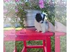 Pomeranian PUPPY FOR SALE ADN-769490 - Pomeranian Pups