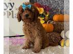 Cavapoo PUPPY FOR SALE ADN-769487 - Cavapoo Puppies