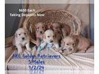 Golden Retriever PUPPY FOR SALE ADN-769486 - Golden Retriever Puppies