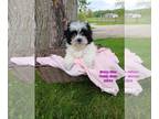 Zuchon PUPPY FOR SALE ADN-769479 - Teddy Bear Pups