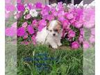 Zuchon PUPPY FOR SALE ADN-769479 - Teddy Bear Pups