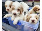 Goldendoodle PUPPY FOR SALE ADN-769214 - Multigen Goldendoodles Special price