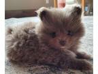 Pomeranian PUPPY FOR SALE ADN-769200 - AKC Monty