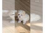 Maltese-Poodle (Toy) Mix PUPPY FOR SALE ADN-769316 - Malshipoochon