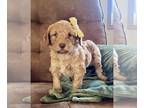 Mini Whoodle (Wheaten Terrier/Miniature Poodle) PUPPY FOR SALE ADN-769306 -